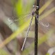 Lestes concinnus female-2